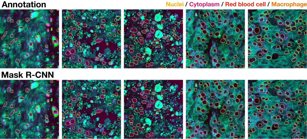 All cell type instance segmentation visualization